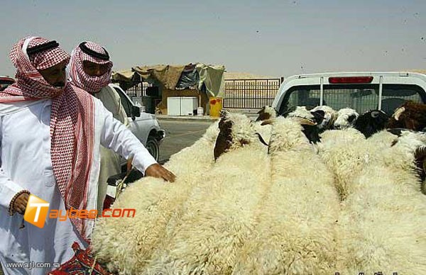 قطر تقدم خروفين مذبوحين لكل مواطن بمناسبة شهر رمضان
