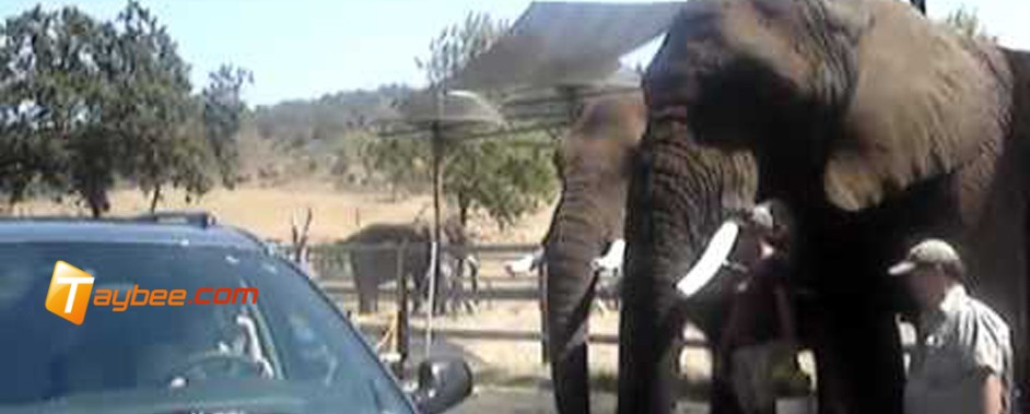 فيديو: فيله تغسل السيارة .. بـ ٢٠ دولار فقط